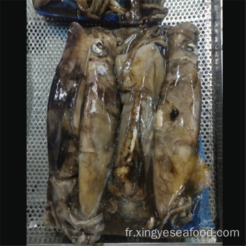 Frozen wr géant squid Dosidicus gigas Squid